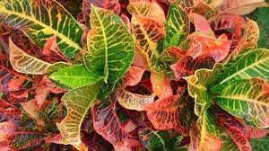 Low maintenance flowering plants philippines. Low Maintenance Outdoor Plants That Are Good For Beginners