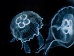 Image result for Jellyfish