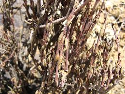 Image result for Myrothamnaceae