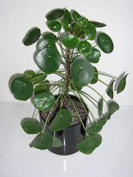 Maybe you would like to learn more about one of these? Pilea Peperomioides Wikipedia