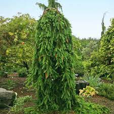 Maybe you would like to learn more about one of these? Weeping Norway Spruce Trees For Sale Fastgrowingtrees Com