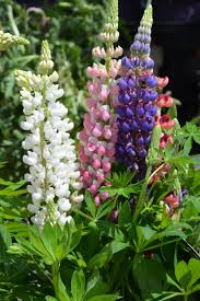 We did not find results for: 5 Gorgeous Deer Resistant Perennials How To Plant To Avoid Deer