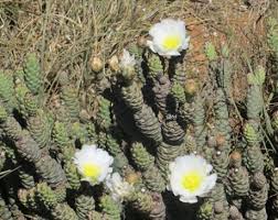 A cactus might be your if they get enough light, many will bloom, producing cheery flowers in white, pink, red, orange, yellow make the most of your cactus houseplants by planting them in containers that accent the plants' rich. Invasive Species Alert Please Report Me I Am An Invader