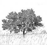 Image result for Combretum adenogonium