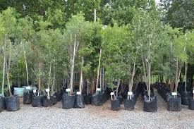 Image result for Cryptocarya transvaalensis