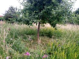 Toten baum bepflanzen mit kräutern | sedum/thymian garten mit kettensäge totholz gestalten. Ruckblick Zum Arbeitseinsatz Im Okogarten
