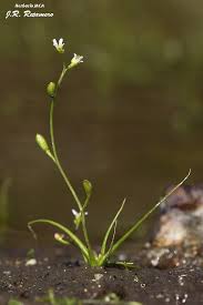 Image result for Subularia