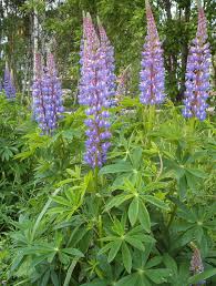 Hence, purple cannabis plants (or any purple plant for that matter) get their colour because the dominant pigment in their leaves and flowers are anthocyanins, rather than chlorophyll. Lupinus Polyphyllus Wikipedia