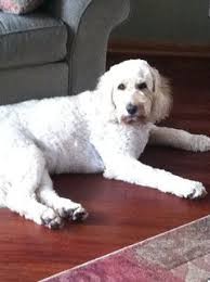 Multigenerational australian labradoodle breeder | australian labradoodle puppies for sale welcome to churchills australian labradoodles. Am I The Only One Tripping Over My Dog