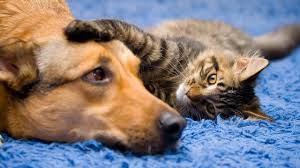 Funny Cat And Dog Videos Compilation 15 Minutes Dog Cat Funny Cats And Dogs Dog Gifs