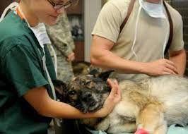 We did not find results for: Emergency Vet 24 Hour Animal Hospital