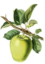 Résultat de recherche d'images pour "early transparent gage"