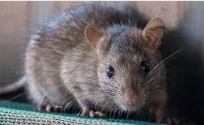 Same day pest control solutions in santa ynez ca. Rats Invade Laas Animal Shelters During Covid 19 Shutdown Including West Valley