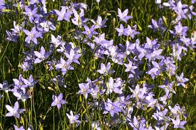 Image result for Wahlenbergia wittei