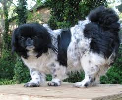 Black And White Pekingese Lulu The Black And White Parti Colored Pekingese At 2 Years Old Dogs Dog Breeds Pictures