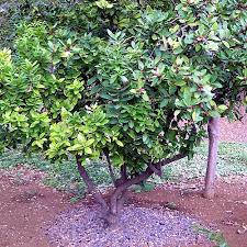 Image result for Acokanthera schimperi