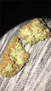 Guava Kush Marijuana Strain Information Leafly It smells just like cheese with a bit of citrus and herb to it. guava kush marijuana strain information