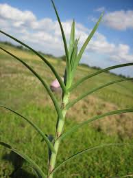 Image result for Pycreus mundtii