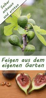 Feigen Selber Anbauen Und Ernten Feigenbaum Pflanzen Feigen Pflanzen