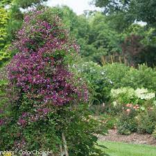 Maybe you would like to learn more about one of these? Sweet Summer Love Clematis X Proven Winners