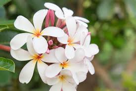 Buy hawaiian plumeria flower on ebay. Plumeria Flower Meaning Its Deep Symbolism In Various Cultures Gardenerdy