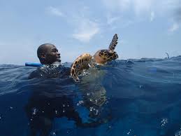 Belize S Glover S Reef Providing Refuge For New Generation Of Sea Turtles