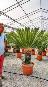 Image result for Cycas