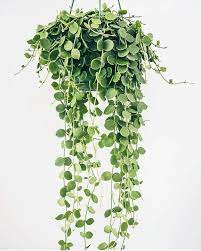 Silver Dollar Succie Plants Hanging Plants House Plants