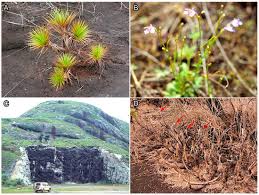 Image result for Vittaria guineensis