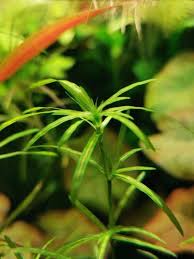 Image result for Najas