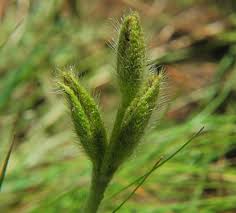 Image result for Hypoxis sp. A (as per FZ 12-3)