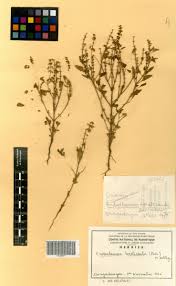 Image result for Endostemon tereticaulis