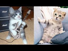 Baby Cats Cute And Funny Cat Videos Compilation 22 Aww Animals Youtube In 2020 Baby Cats Cute Cat Gif Cute Baby Cats