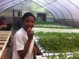 Image result for harlem grown