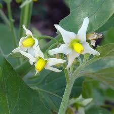 Image result for Solanum americanum