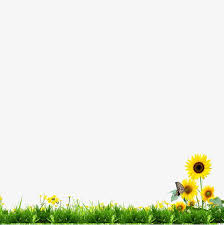 Select one of 1000 printable coloring pages of the category adult. Grass Sunflower Sunflowers Background Sunflower Grass Vector