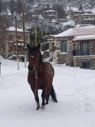 Πνευματικο κεντρο αμφισσασ 51 αρνητικά rapid test 127. Xwria Fwkidas Kalli8ea Fwkidas Facebook