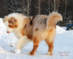 Red Merle Australian Shepherd Red Merle Australian Shepherd Merle Australian Shepherd Aussie Dogs