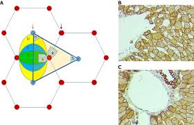 A single lobule is about the size of a sesame seed and is roughly hexagonal in shape. Liver Structural Transformation After Partial Hepatectomy And Repeated Partial Hepatectomy In Rats A Renewed View On Liver Regeneration