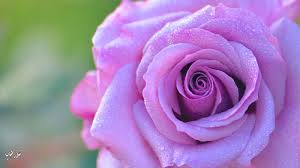 خلفيات ورود طبيعية روعه2017 اجمل ألوان الورد الطبيعي صور ورد جوري