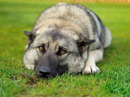 Image result for norský losí pes šedý