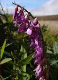 Image result for Hedysarum