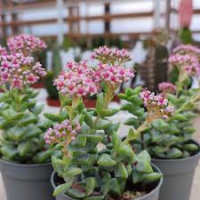 Image result for Crassula