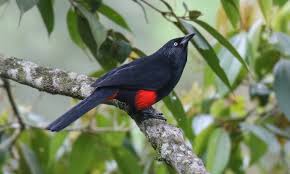 Image result for Oxyrhachis gracillima