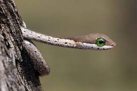 Juvenile Boomslang 2 Animals Snake