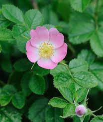 Sweet Briar Rosa Rubiginosa Flower Prints Art Beautiful Flowers Pink Flowers
