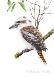 Kookaburra Print Australian Birds Giclee Art Print Bird Prints Australian Wildlife Australian Birds