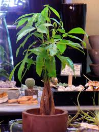 This species is an old token of good luck and fortune, related to the concept of feng shui. Pachira Money Tree The Palm Room
