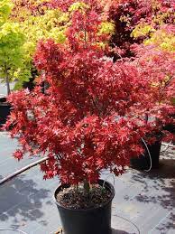 Check spelling or type a new query. Acer Palmatum Ruby Star Japanese Maple Dwarf 45 Japanese Maple Garden Dwarf Japanese Maple Japanese Maple Tree
