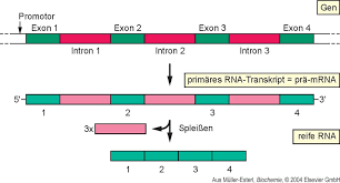 Aus dieser werden bestimmte abschnitte herausgeschnitten und es entstehen mehrere, kleinere rrnas. Kv Genexpression Und Transkription Michael Altmann Pdf Kostenfreier Download